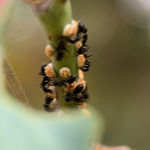 Eriococcus coriaceus at Hackett, ACT - 11 Mar 2024