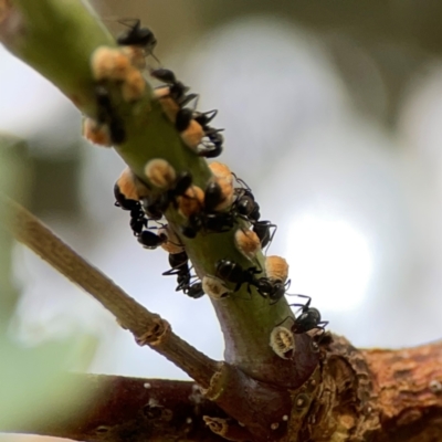 Anonychomyrma sp. (genus) (Black Cocktail Ant) at Hackett, ACT - 11 Mar 2024 by Hejor1