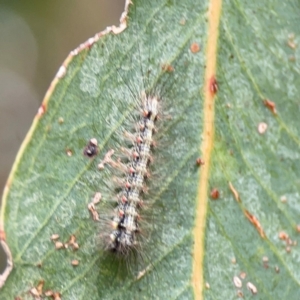 Anestia (genus) at Hackett, ACT - 11 Mar 2024