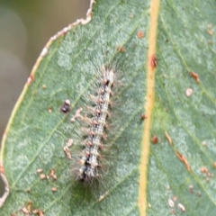 Anestia (genus) (A tiger moth) at Hackett, ACT - 11 Mar 2024 by Hejor1