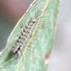 Anestia (genus) at Hackett, ACT - 11 Mar 2024