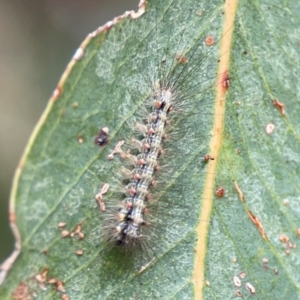 Anestia (genus) at Hackett, ACT - 11 Mar 2024