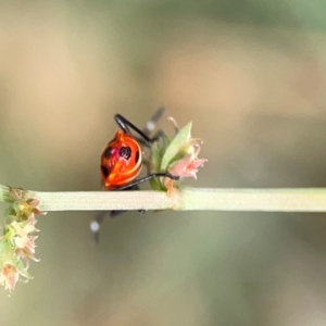 Dindymus versicolor at Hackett, ACT - 11 Mar 2024