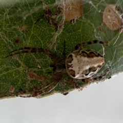 Plebs eburnus (Eastern bush orb-weaver) at Hackett, ACT - 11 Mar 2024 by Hejor1