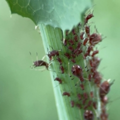 Uroleucon (Uroleucon) sonchi (Sow-thistle Aphid) at Hackett, ACT - 11 Mar 2024 by Hejor1