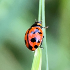 Coccinella transversalis (Transverse Ladybird) at Hackett, ACT - 11 Mar 2024 by Hejor1