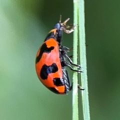 Coccinella transversalis at Holtze Close Neighbourhood Park - 11 Mar 2024 04:00 PM