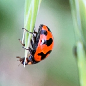 Coccinella transversalis at Holtze Close Neighbourhood Park - 11 Mar 2024