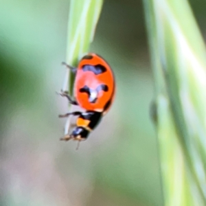 Coccinella transversalis at Holtze Close Neighbourhood Park - 11 Mar 2024 04:00 PM