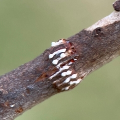 Eurymeloides sp. (genus) (Eucalyptus leafhopper) at Hackett, ACT - 11 Mar 2024 by Hejor1