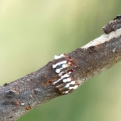 Eurymeloides sp. (genus) at Holtze Close Neighbourhood Park - 11 Mar 2024