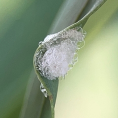 Glycaspis sp. (genus) (Unidentified sugary lerp) at Holtze Close Neighbourhood Park - 11 Mar 2024 by Hejor1
