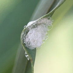 Unidentified Psyllid, lerp, aphid or whitefly (Hemiptera, several families) at Hackett, ACT - 11 Mar 2024 by Hejor1