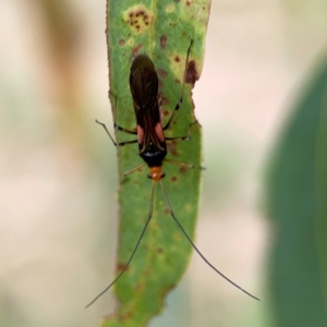 Miridae (family) at Holtze Close Neighbourhood Park - 11 Mar 2024 04:04 PM