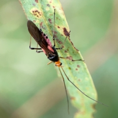 Miridae (family) at Holtze Close Neighbourhood Park - 11 Mar 2024