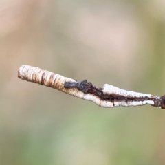 Cercopidae (family) (Unidentified spittlebug or froghopper) at Holtze Close Neighbourhood Park - 11 Mar 2024 by Hejor1