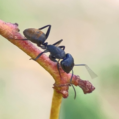 Camponotus aeneopilosus (A Golden-tailed sugar ant) at Hackett, ACT - 11 Mar 2024 by Hejor1