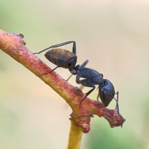 Camponotus aeneopilosus at Holtze Close Neighbourhood Park - 11 Mar 2024