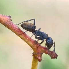 Camponotus aeneopilosus at Holtze Close Neighbourhood Park - 11 Mar 2024
