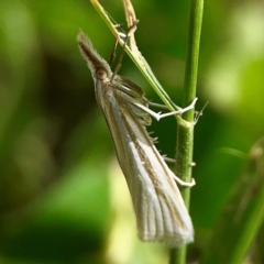 Hednota species near grammellus (Pyralid or snout moth) at Hackett, ACT - 11 Mar 2024 by Hejor1