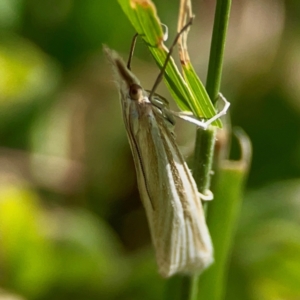 Hednota species near grammellus at Holtze Close Neighbourhood Park - 11 Mar 2024 04:10 PM