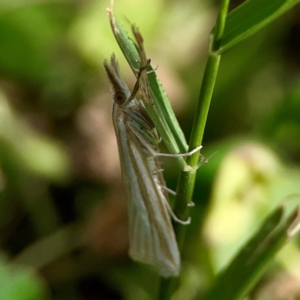 Hednota species near grammellus at Holtze Close Neighbourhood Park - 11 Mar 2024 04:10 PM