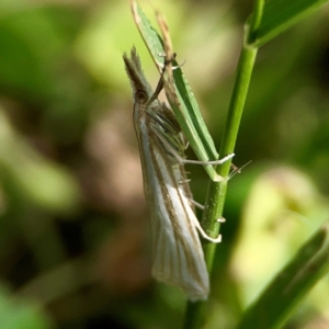 Hednota species near grammellus at Holtze Close Neighbourhood Park - 11 Mar 2024 04:10 PM