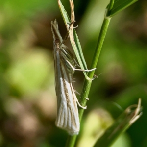 Hednota species near grammellus at Holtze Close Neighbourhood Park - 11 Mar 2024 04:10 PM