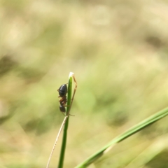 Camponotus sp. (genus) (A sugar ant) at Hackett, ACT - 11 Mar 2024 by Hejor1