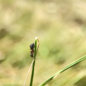 Camponotus sp. (genus) at Holtze Close Neighbourhood Park - 11 Mar 2024