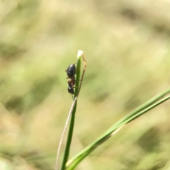 Camponotus sp. (genus) at Holtze Close Neighbourhood Park - 11 Mar 2024
