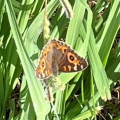 Junonia villida (Meadow Argus) at Holtze Close Neighbourhood Park - 11 Mar 2024 by Hejor1