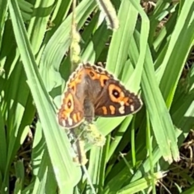 Junonia villida (Meadow Argus) at Holtze Close Neighbourhood Park - 11 Mar 2024 by Hejor1