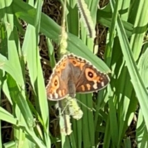 Junonia villida at Holtze Close Neighbourhood Park - 11 Mar 2024 04:14 PM