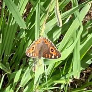 Junonia villida at Holtze Close Neighbourhood Park - 11 Mar 2024