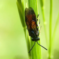 Lophyrotoma analis (Sawfly, Dock Sawfly) at Holtze Close Neighbourhood Park - 11 Mar 2024 by Hejor1