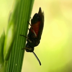 Lophyrotoma analis at Holtze Close Neighbourhood Park - 11 Mar 2024 04:16 PM