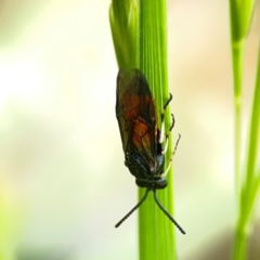 Lophyrotoma analis at Holtze Close Neighbourhood Park - 11 Mar 2024 04:16 PM