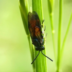 Lophyrotoma analis at Holtze Close Neighbourhood Park - 11 Mar 2024 04:16 PM