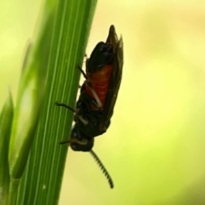 Lophyrotoma analis at Holtze Close Neighbourhood Park - 11 Mar 2024 04:16 PM