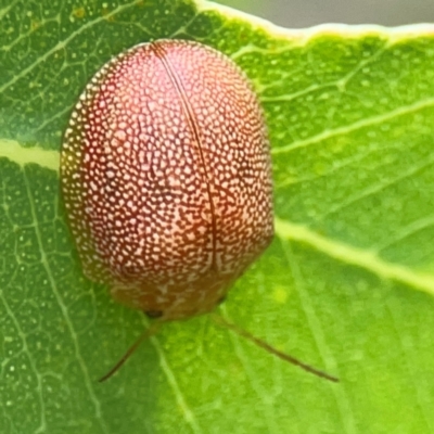 Paropsis atomaria (Eucalyptus leaf beetle) at Holtze Close Neighbourhood Park - 11 Mar 2024 by Hejor1