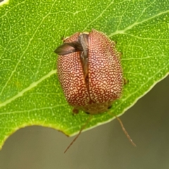 Paropsis atomaria at Holtze Close Neighbourhood Park - 11 Mar 2024 04:18 PM