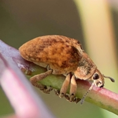 Gonipterus sp. (genus) (Eucalyptus Weevil) at Hackett, ACT - 11 Mar 2024 by Hejor1