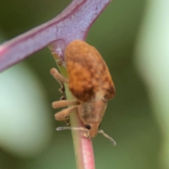 Gonipterus sp. (genus) at Holtze Close Neighbourhood Park - 11 Mar 2024 04:21 PM