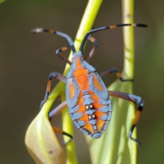 Amorbus (genus) (Eucalyptus Tip bug) at Holtze Close Neighbourhood Park - 11 Mar 2024 by Hejor1