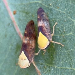 Brunotartessus fulvus (Yellow-headed Leafhopper) at Hackett, ACT - 11 Mar 2024 by Hejor1