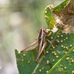 Conocephalus semivittatus (Meadow katydid) at Hackett, ACT - 11 Mar 2024 by Hejor1