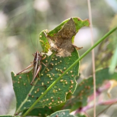 Conocephalus semivittatus at Holtze Close Neighbourhood Park - 11 Mar 2024 04:24 PM