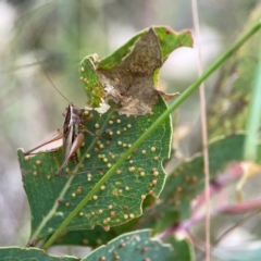 Conocephalus semivittatus at Holtze Close Neighbourhood Park - 11 Mar 2024 04:24 PM