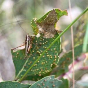 Conocephalus semivittatus at Holtze Close Neighbourhood Park - 11 Mar 2024 04:24 PM